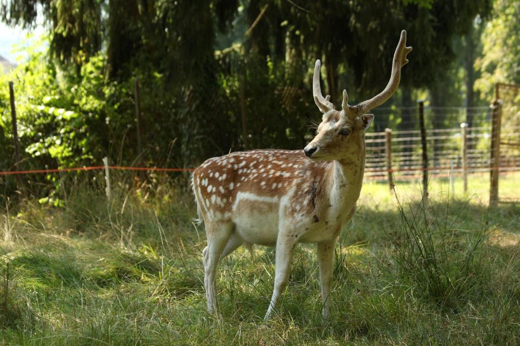 Chambres D'Hotes La Corne Aux Vaches Frétigney-et-Velloreille エクステリア 写真